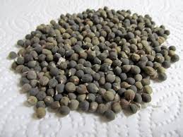 Bhindi Seed